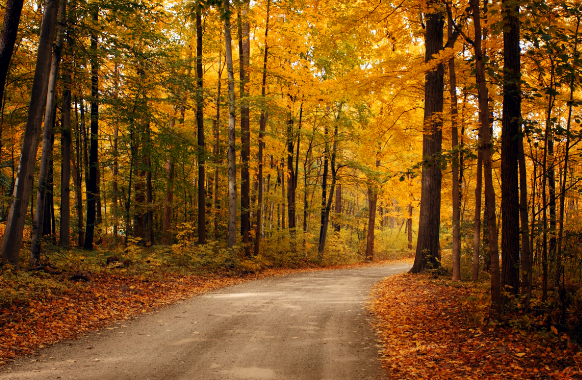 In the Mood for Fall: Playlist