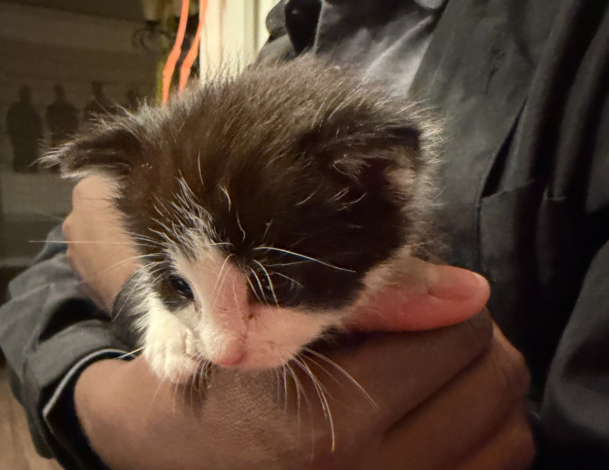 Kittens on the Loose: A Pair of Whiskers Discovered Outside of Ceramics Classroom