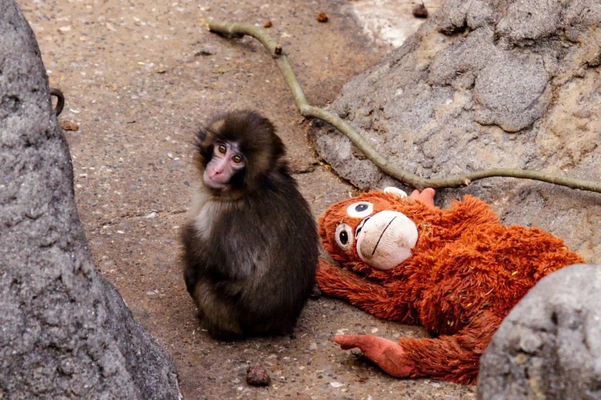 The Tragedy of Punch, the Monkey